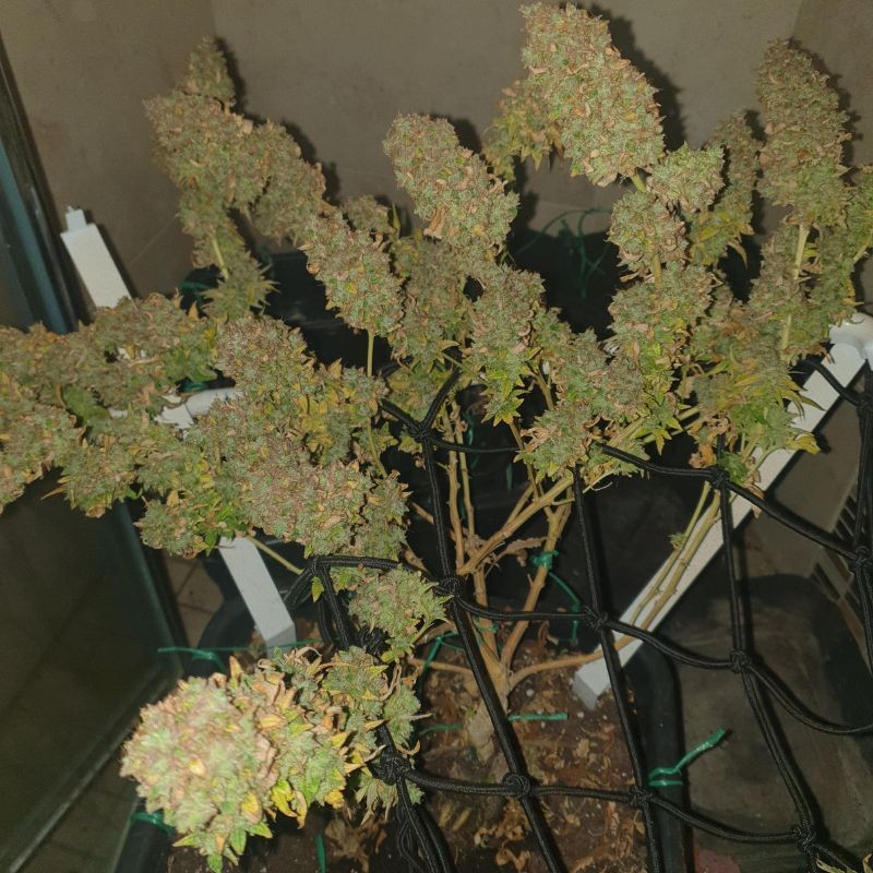 Nasiona marihuany Violator Kush - opis odmiany konopi