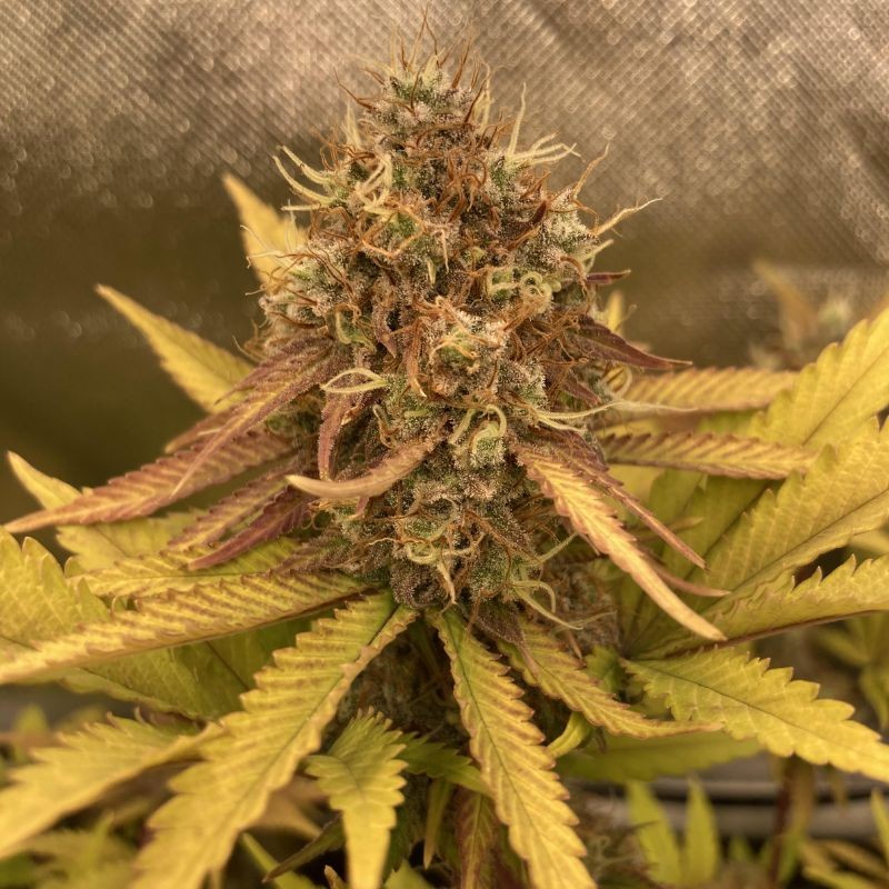 Nasiona marihuany Vanilla Kush - opis odmiany konopi