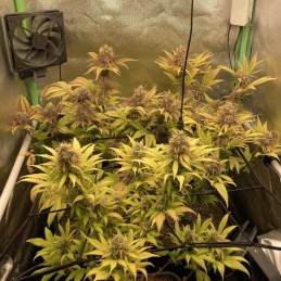 Nasiona marihuany automatyczne Sweet Tooth Skunk Auto - opis odmiany konopi