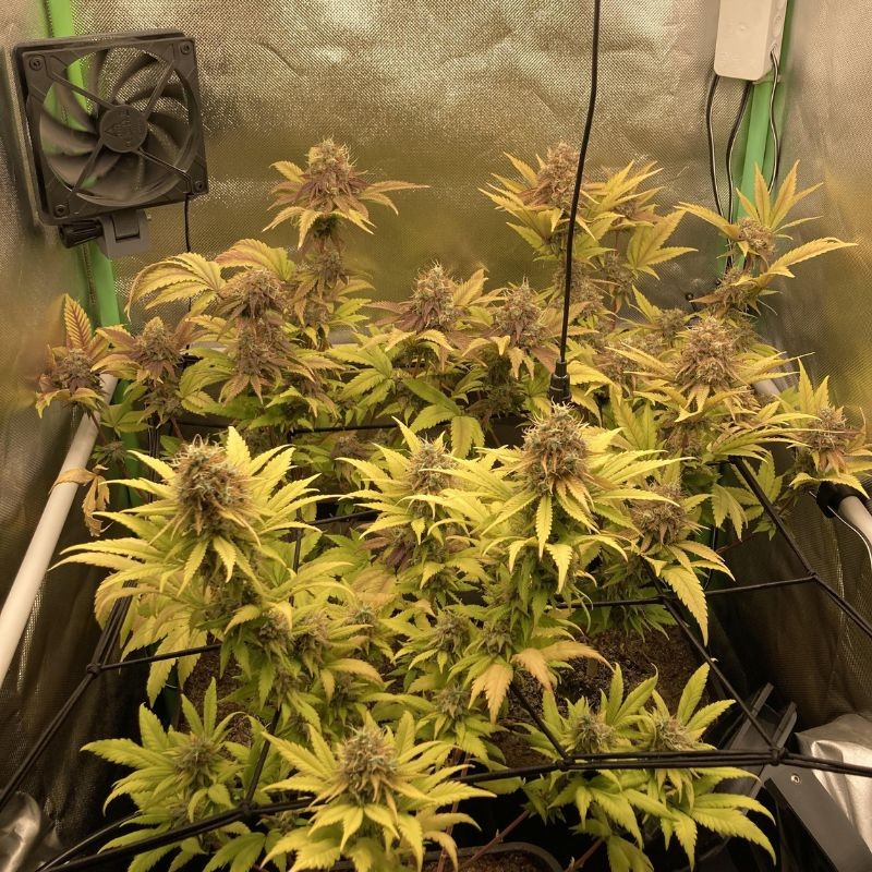 Nasiona marihuany automatyczne Sweet Tooth Skunk Auto - opis odmiany konopi