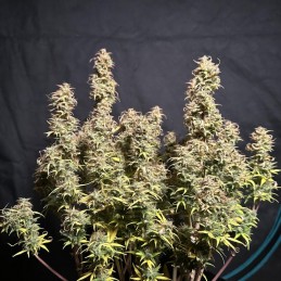 Nasiona marihuany Sweet Tooth - opis odmiany konopi