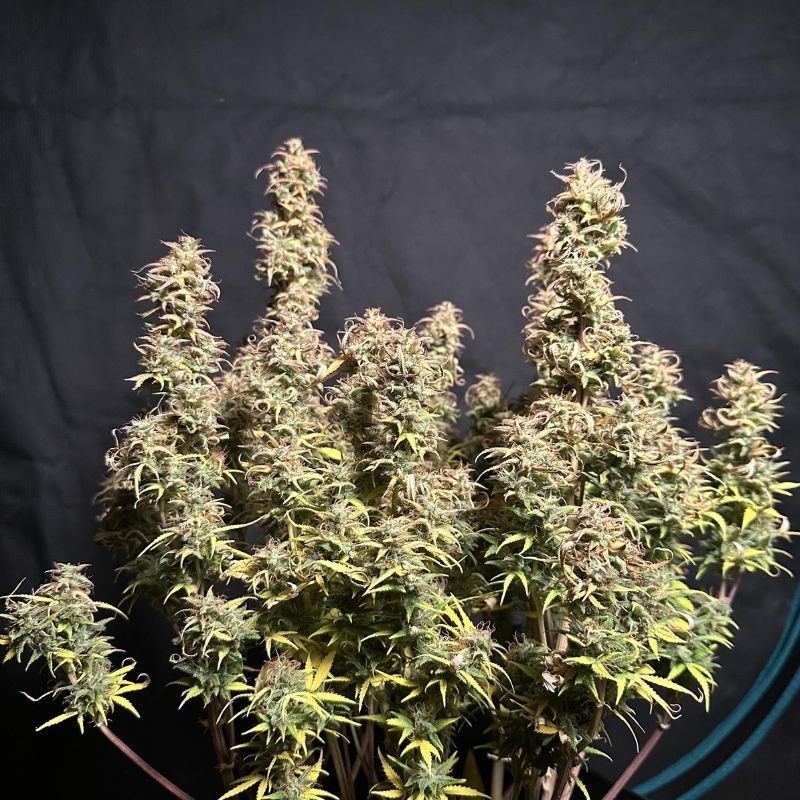 Nasiona marihuany Sweet Tooth - opis odmiany konopi