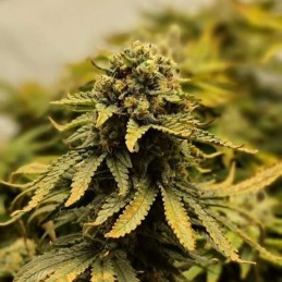 Nasiona marihuany automatyczne Tangerine Dream Auto - opis odmiany konopi