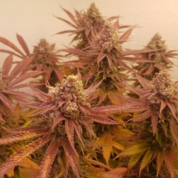 Nasiona marihuany Shiskaberry - opis odmiany konopi