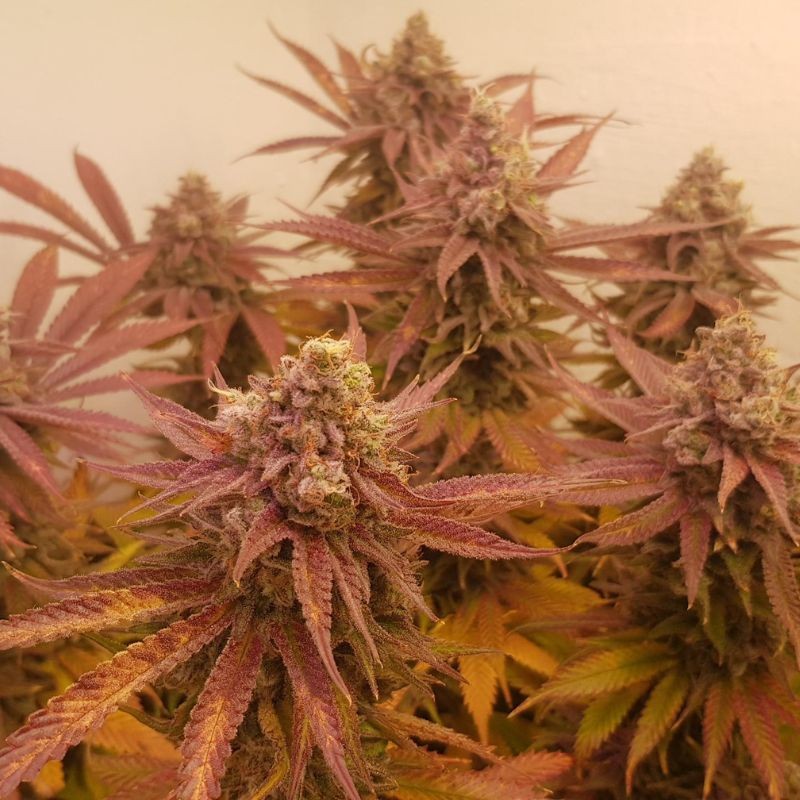 Nasiona marihuany Shiskaberry - opis odmiany konopi