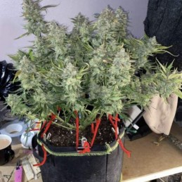 Nasiona marihuany Phantom OG - opis odmiany konopi