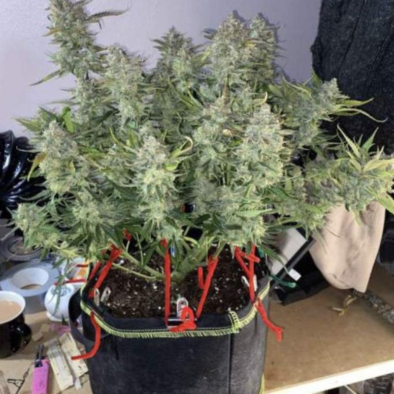 Nasiona marihuany Phantom OG - opis odmiany konopi