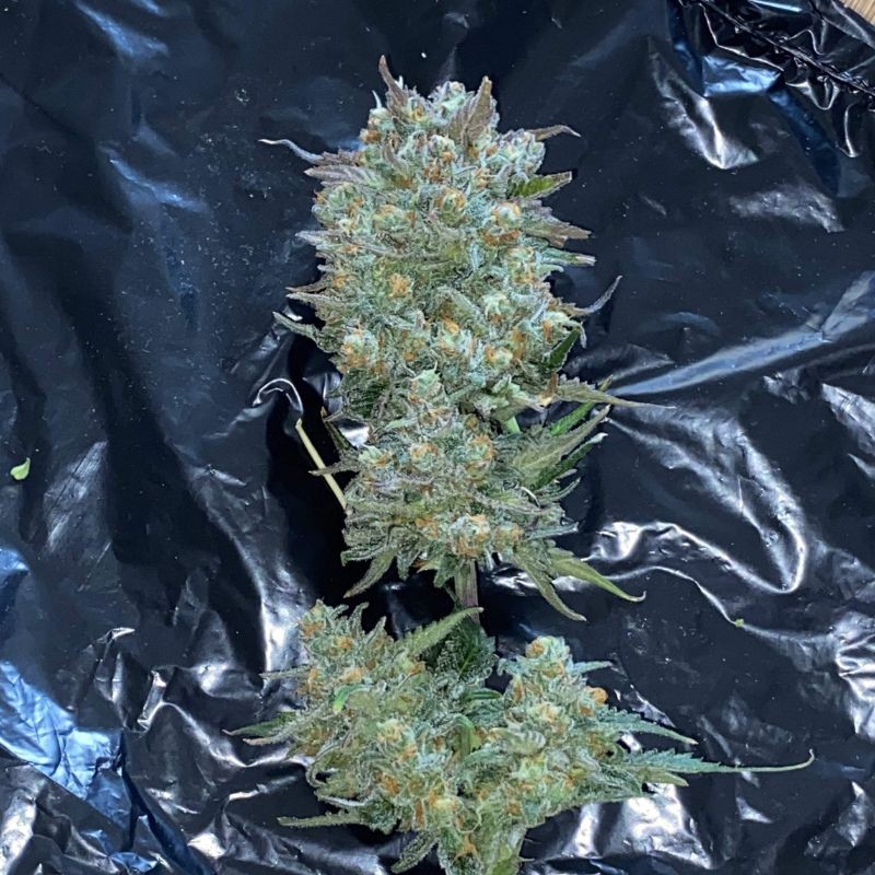 Nasiona marihuany automatyczne Pineapple Express Auto - opis odmiany konopi