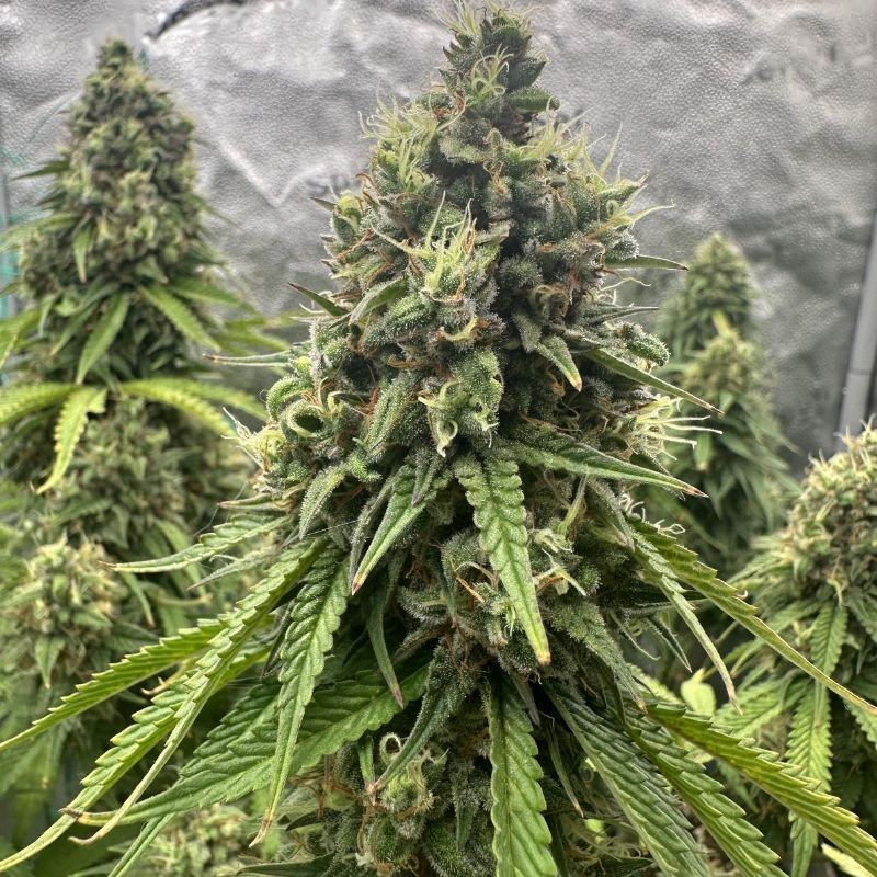 Nasiona marihuany Dos Si Dos 33 - odmiana konopi