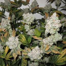 Nasiona marihuany automatyczne Gorilla Zkittlez Auto - odmiana konopi