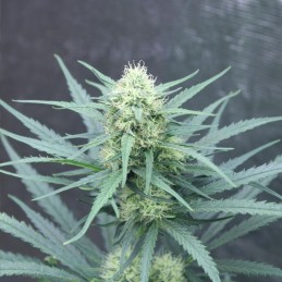 Nasiona marihuany automatyczne Dos Si Dos Auto - odmiana konopi