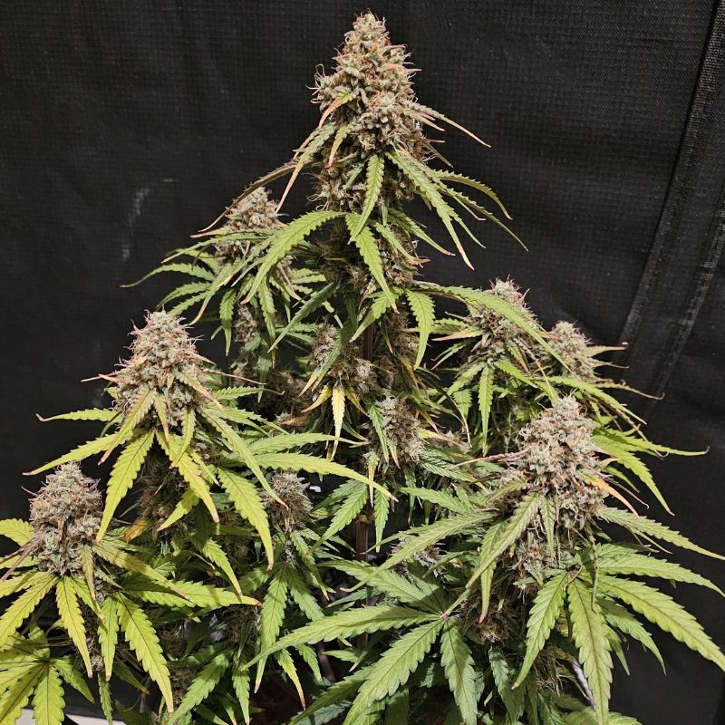 Nasiona marihuany Pineapple Chunk - opis odmiany konopi