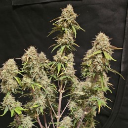 Nasiona marihuany Peyote Critical - opis odmiany konopi