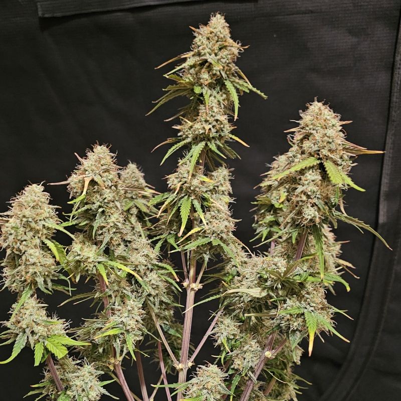 Nasiona marihuany Peyote Critical - opis odmiany konopi