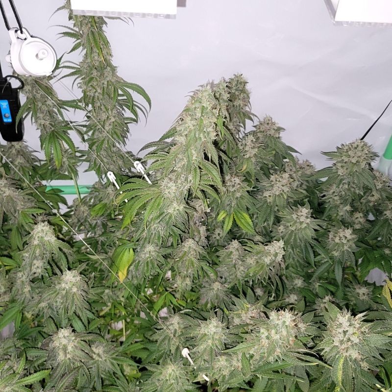 Nasiona marihuany Peyote Cookies - opis odmiany konopi