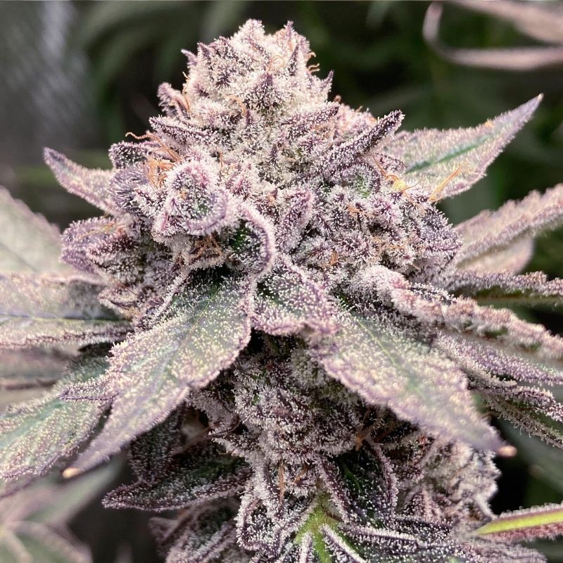 Nasiona marihuany Liberty Haze - opis odmiany konopi