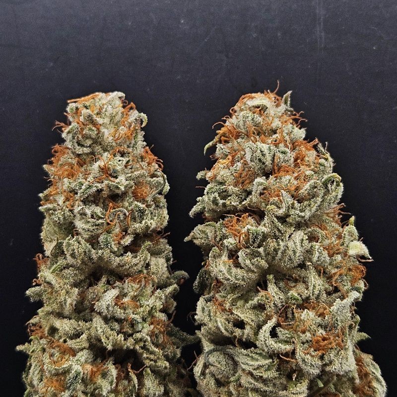 Nasiona marihuany Laughing Buddha - opis odmiany konopi