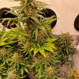 Nasiona marihuany Gorilla Zkittlez - odmiana konopi