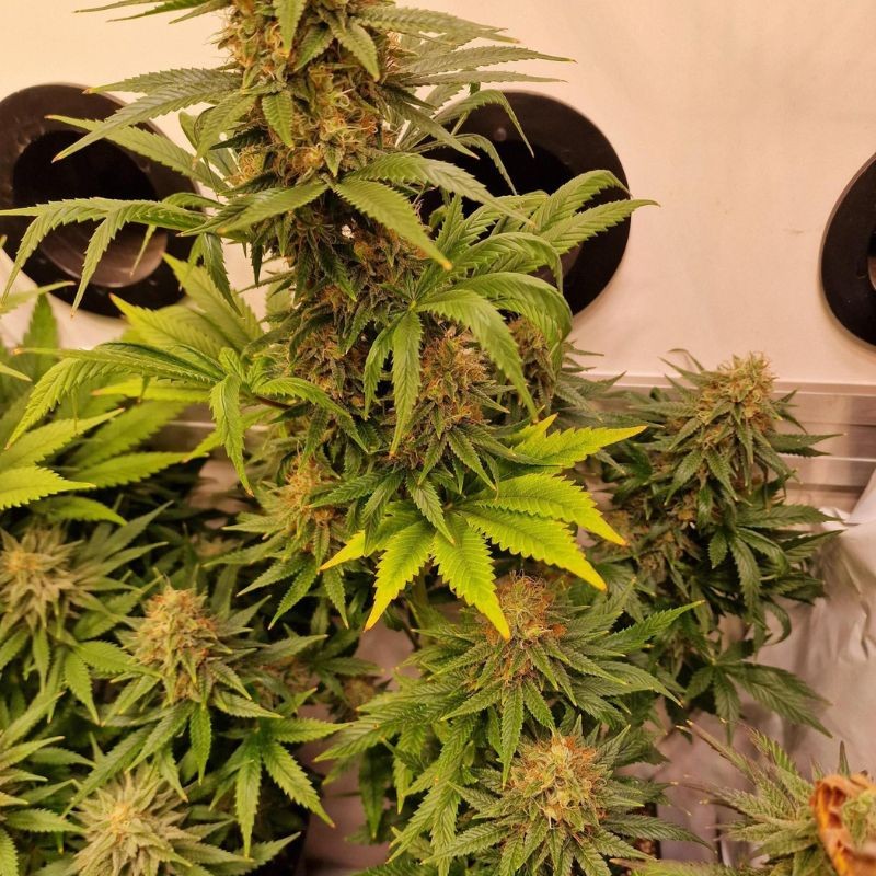 Nasiona marihuany Gorilla Zkittlez - odmiana konopi