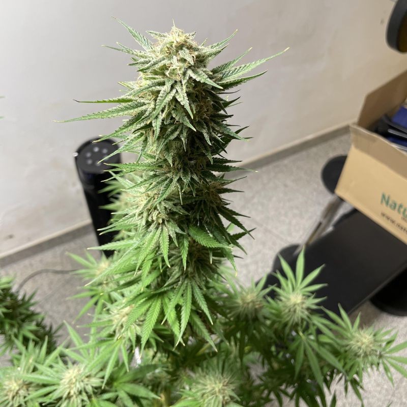 Nasiona marihuany G13 Haze - odmiana konopi