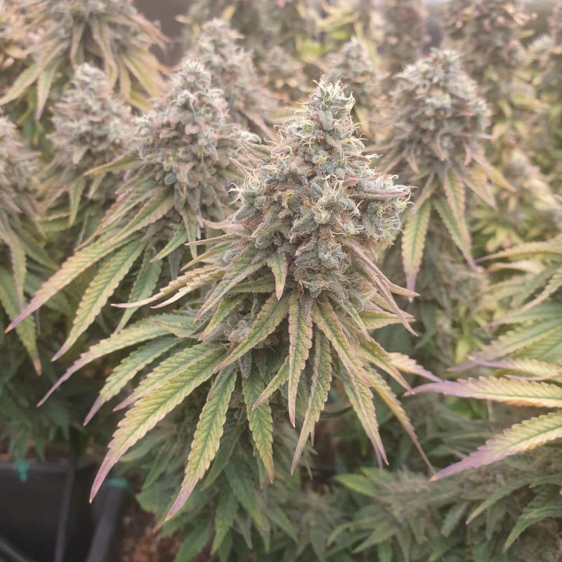 Nasiona marihuany automatyczne Critical Kush Auto - odmiana konopi