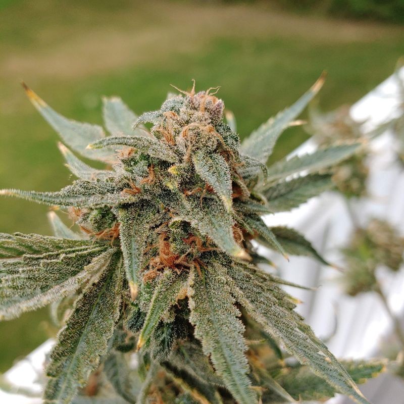 Nasiona marihuany Cookies Kush - odmiana konopi