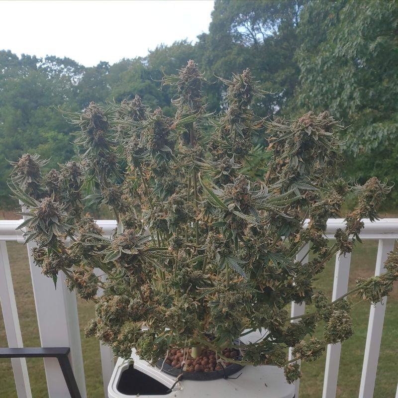 Nasiona marihuany Chronic Thunder - odmiana konopi