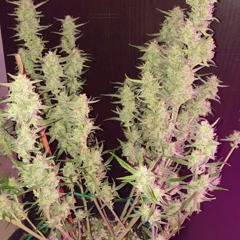 Medyczne nasiona marihuany CBD Lemon Potion Auto - odmiana konopi