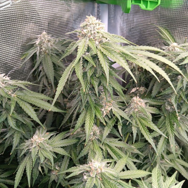 Medyczne nasiona marihuany CBD Critical Cure - odmiana konopi