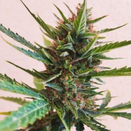 Medyczne nasiona marihuany CBD Blue Shark - odmiana konopi