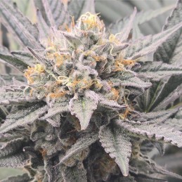 Nasiona marihuany Blueberry OG - odmiana konopi