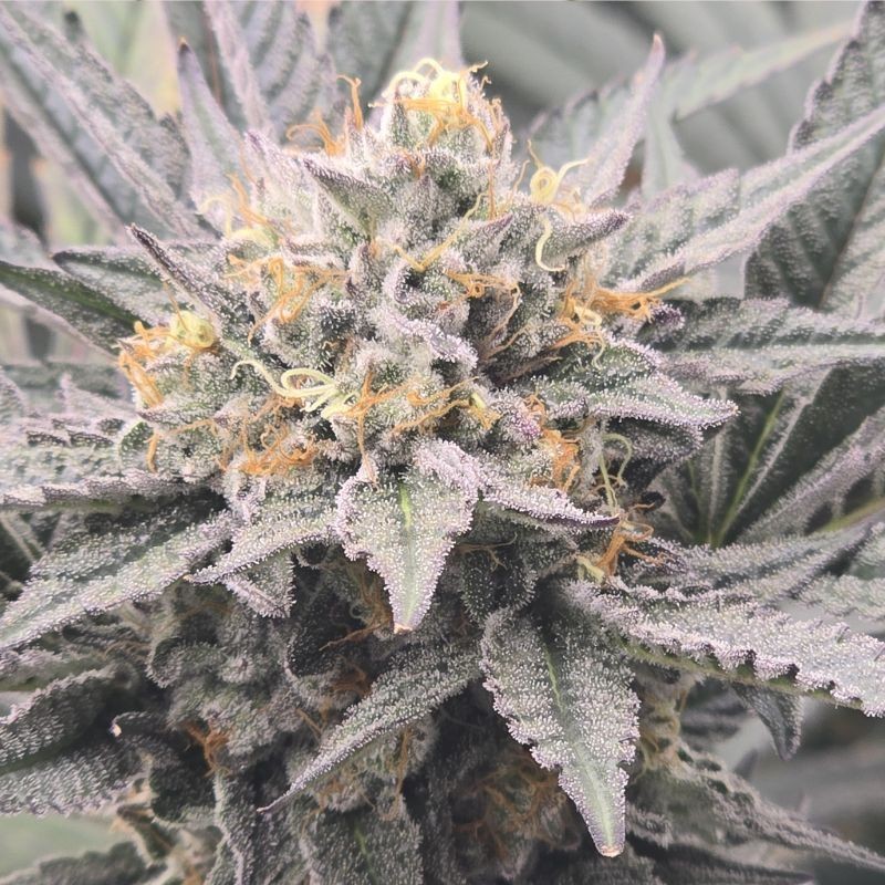 Nasiona marihuany Blueberry OG - odmiana konopi