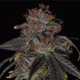 Nasiona marihuany Blue Gelato 41 - odmiana konopi