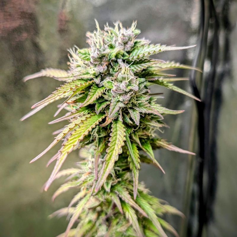 Nasiona marihuany Bad Azz Kush - odmiana konopi