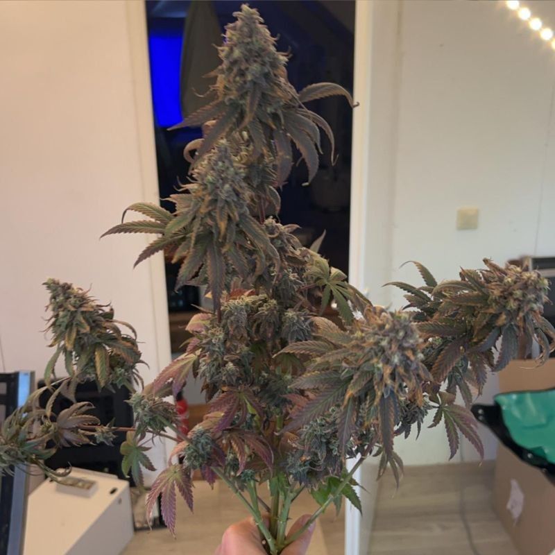 Nasiona marihuany Ayahuasca Purple - odmiana konopi