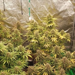 Nasiona marihuany Amnesia Lemon - odmiana konopi