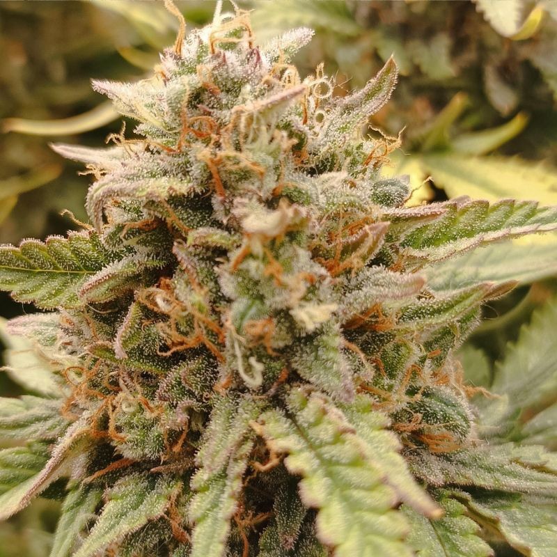 Nasiona marihuany Acapulco Gold - odmiana konopi