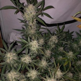 Nasiona marihuany 8 Ball Kush - odmiana konopi