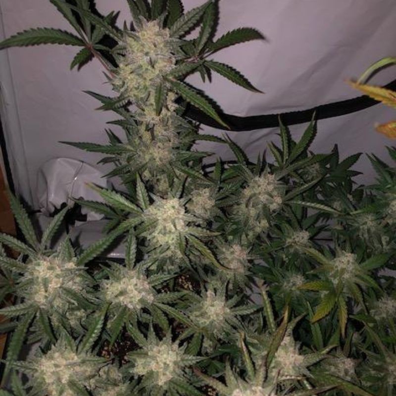 Nasiona marihuany 8 Ball Kush - odmiana konopi