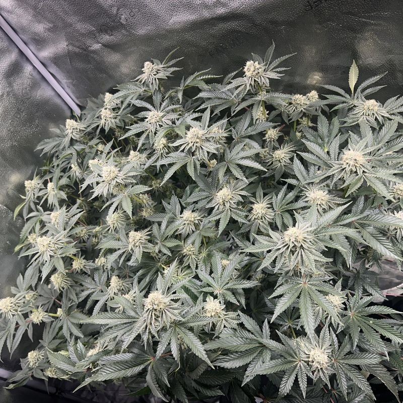 Nasiona marihuany Utopia Haze - opis odmiany konopi