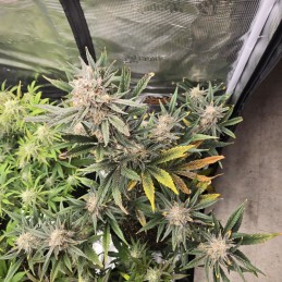 Nasiona marihuany Tropicanna Banana - opis odmiany konopi