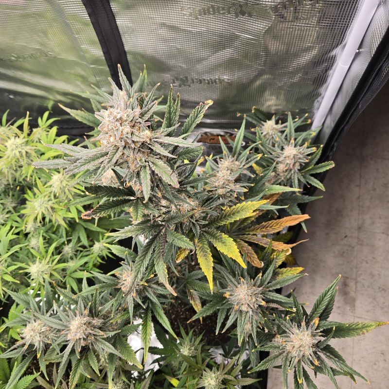 Nasiona marihuany Tropicanna Banana - opis odmiany konopi