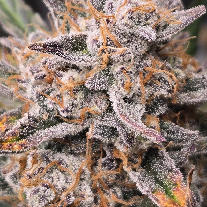 Nasiona marihuany Strawberry Lemonade - opis odmiany konopi