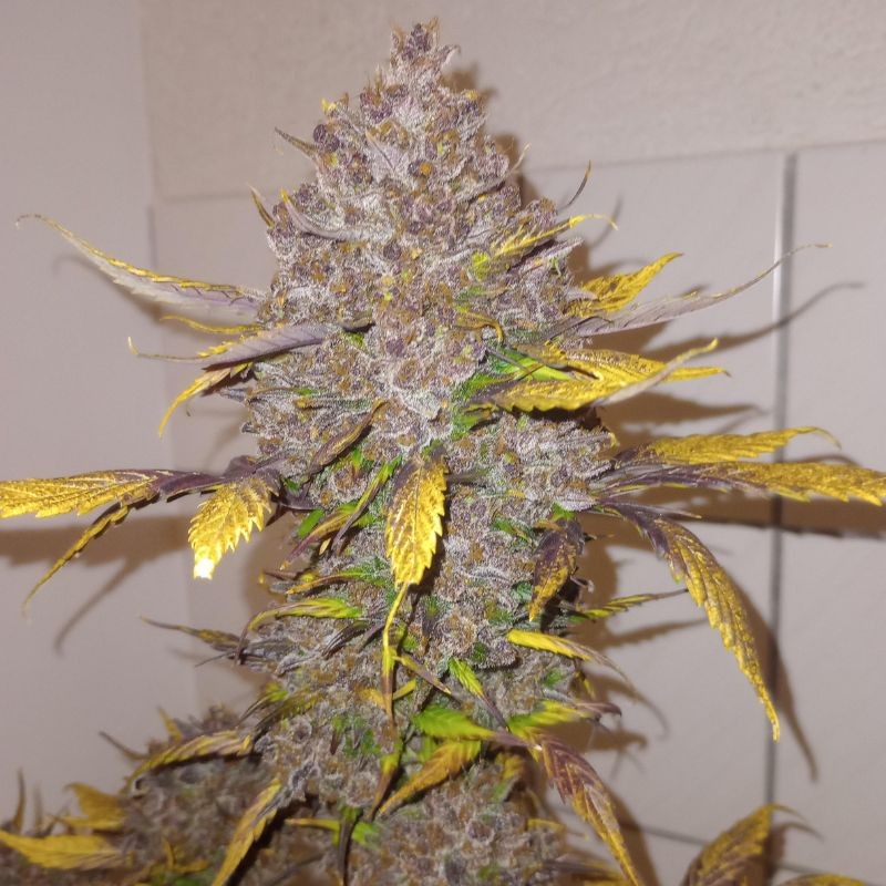 Nasiona marihuany automatyczne Purple Punch Auto - opis odmiany konopi