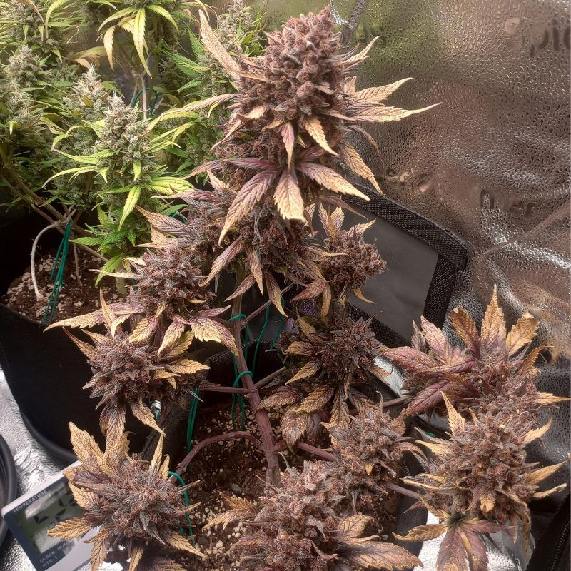 Nasiona marihuany Purple Punch - opis odmiany konopi