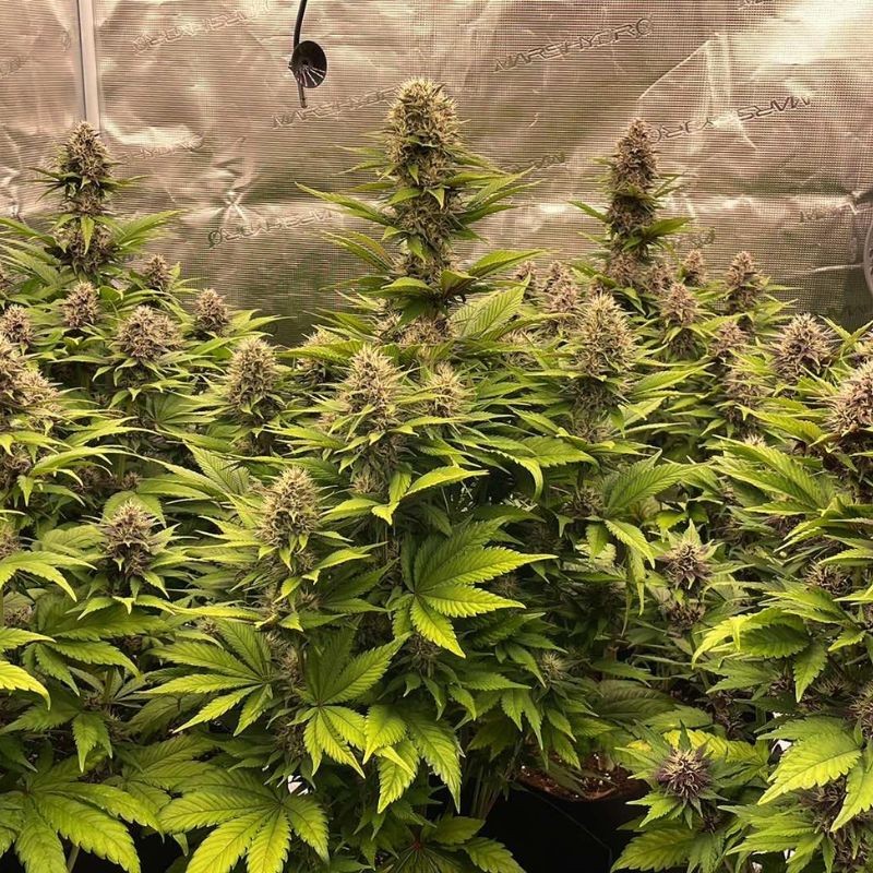 Nasiona marihuany Pink Kush - opis odmiany konopi