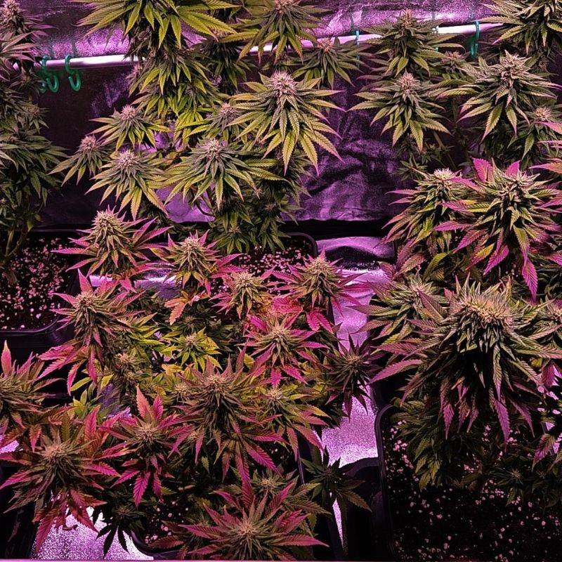 Nasiona marihuany Orange Sherbert - opis odmiany konopi