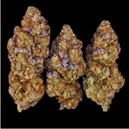 Nasiona marihuany Mimosa EVO - opis odmiany konopi