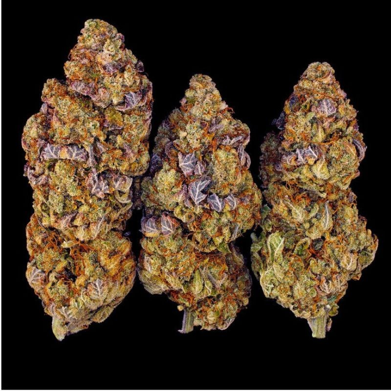 Nasiona marihuany Mimosa EVO - opis odmiany konopi