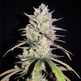 Nasiona marihuany automatyczne LSD Auto - opis odmiany konopi